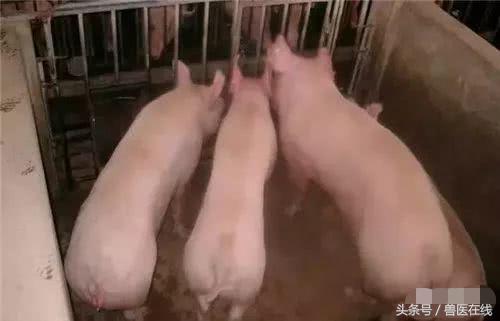 温氏母猪的养殖方法,温氏养猪饲养教学