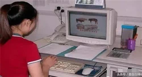 温氏母猪的养殖方法,温氏养猪饲养教学