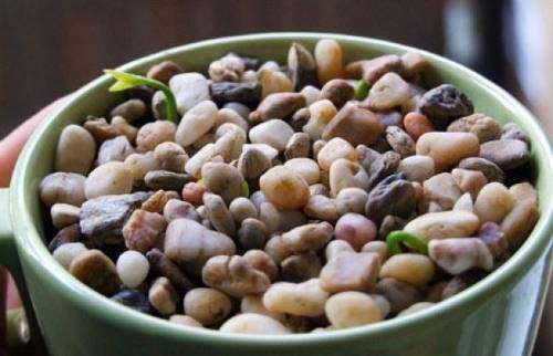 吃剩的“柚子籽”别扔,丢盆里3天发芽,长出绿油油的盆栽