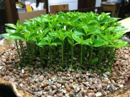 吃剩的“柚子籽”别扔,丢盆里3天发芽,长出绿油油的盆栽