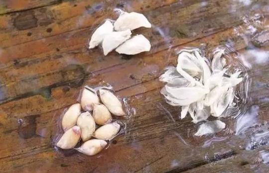 吃剩的“柚子籽”别扔,丢盆里3天发芽,长出绿油油的盆栽