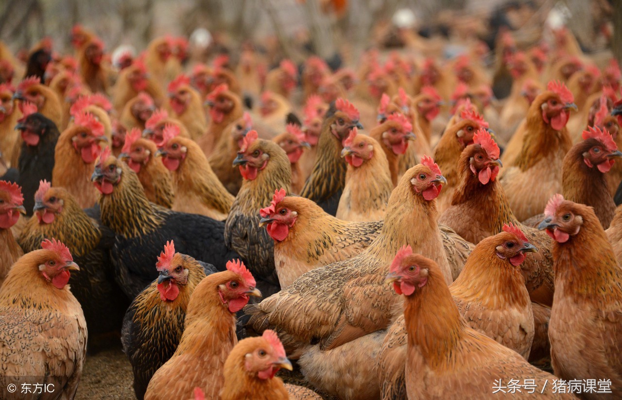 鸡冠苍白、无法站立、持续性下痢、昏睡以及全身败血症怎么治
