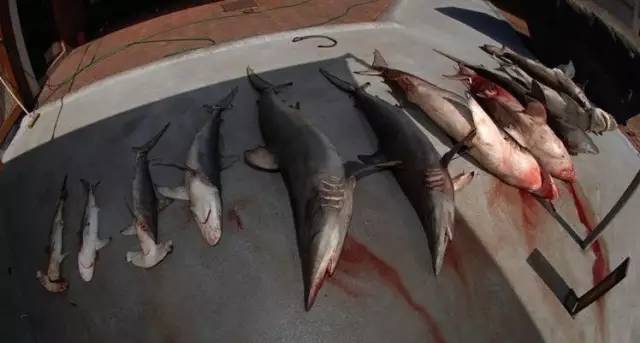 当人肉被动物从超市买回来……