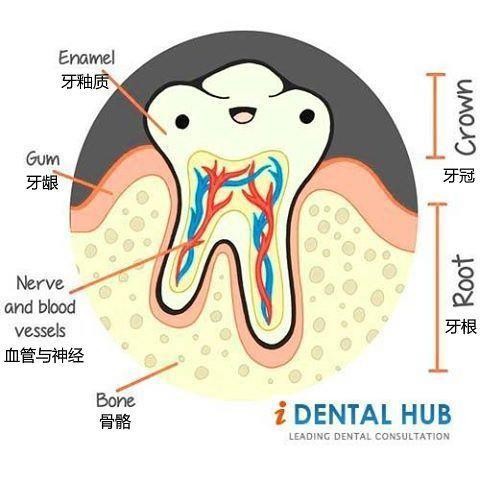 酒泡花椒大蒜能治牙痛吗,牙疼用花椒泡酒含在嘴里有用吗