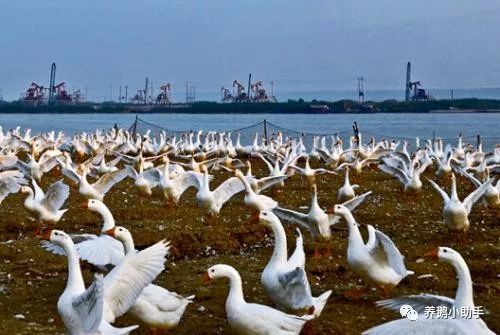 春秋季节多发小鹅流感病的防治