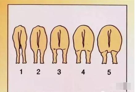 大型猪场母猪怎样饲养的,后备母猪的饲养要点