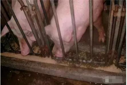 大型猪场母猪怎样饲养的,后备母猪的饲养要点