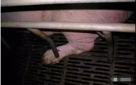 大型猪场母猪怎样饲养的,后备母猪的饲养要点