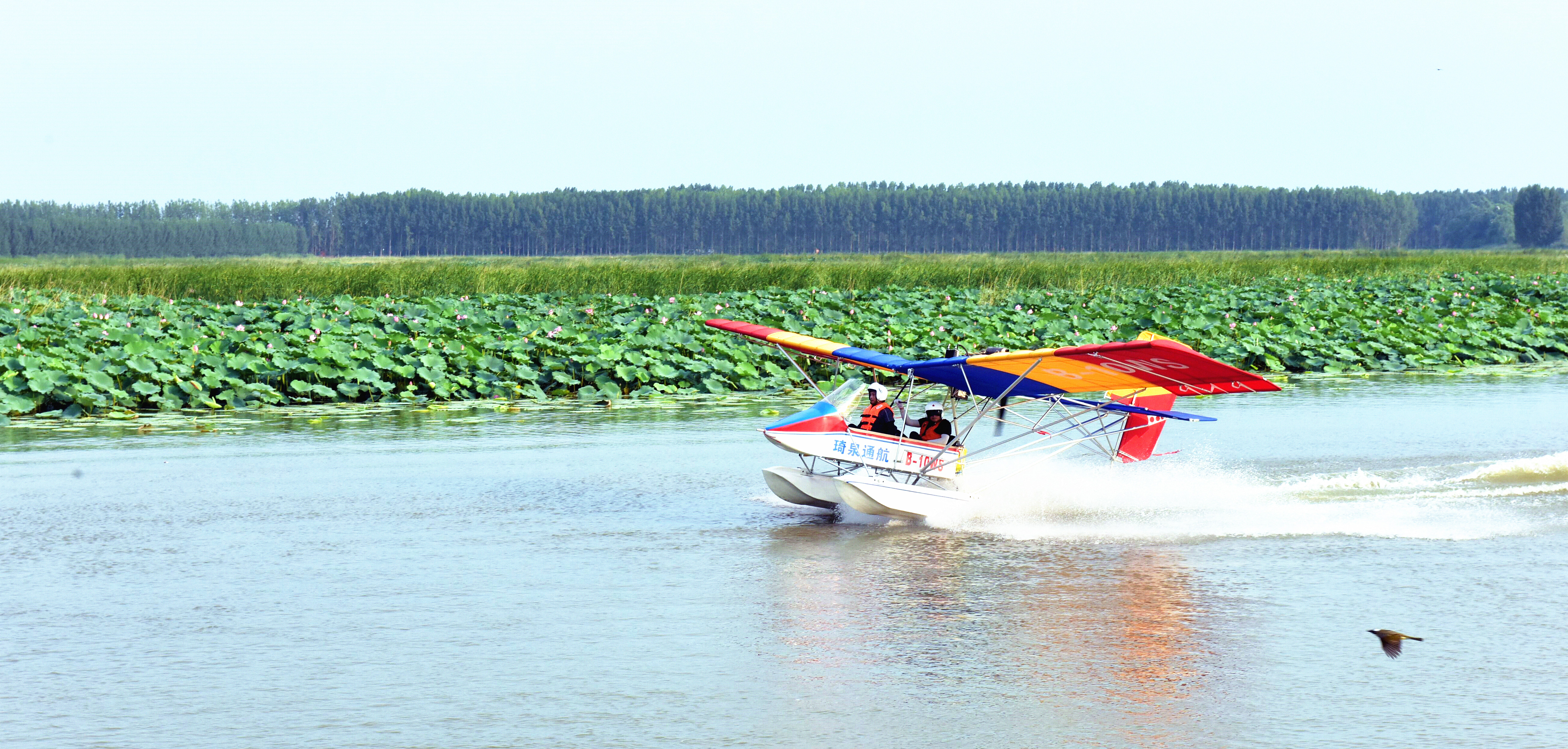 滕州微山湖红荷湿地开幕式直播,枣庄滕州微山湖湿地红荷节