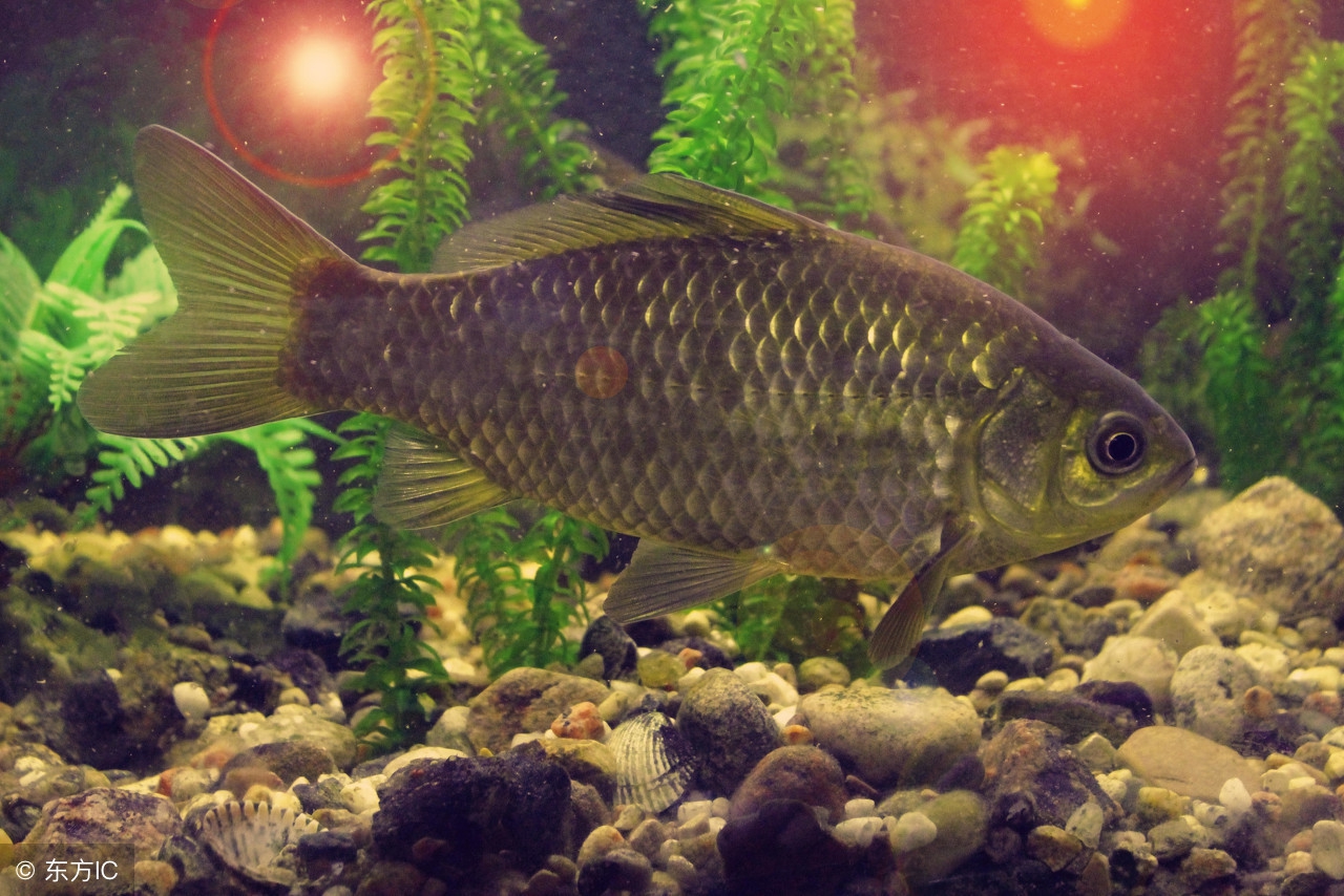 钓鱼人必知的几种钓法,钓鱼的三个技巧是什么