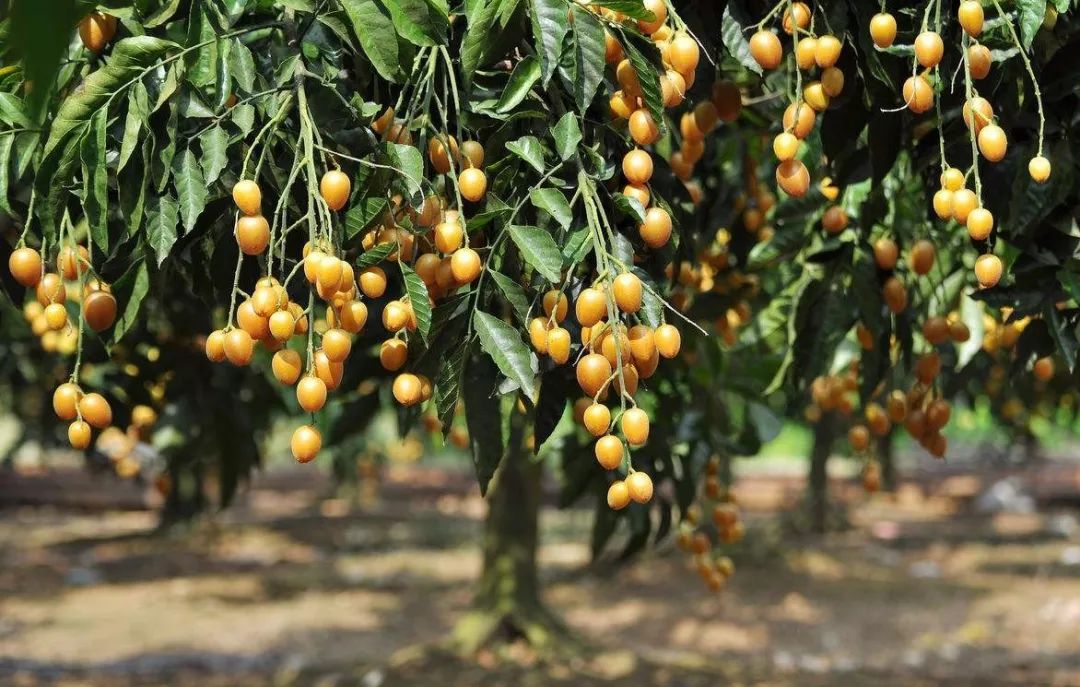 广东人最敢吃的美食,广东人什么都敢吃的视频