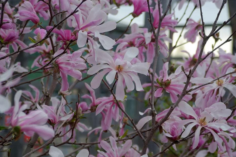 11种最漂亮的玉兰品种推荐，别再说你只认识白玉兰和红玉兰了