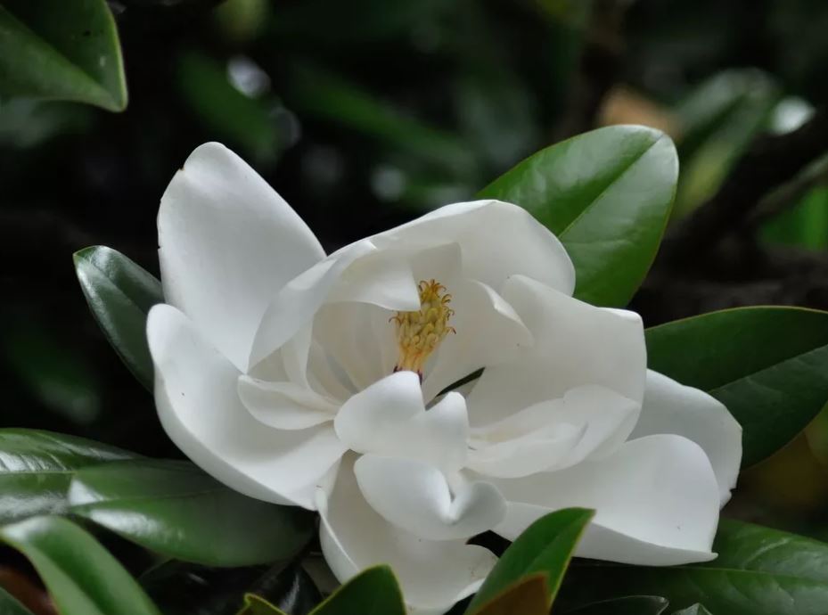 11种最漂亮的玉兰品种推荐，别再说你只认识白玉兰和红玉兰了