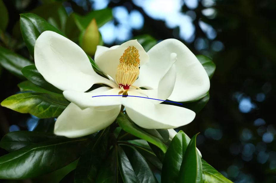 11种最漂亮的玉兰品种推荐，别再说你只认识白玉兰和红玉兰了