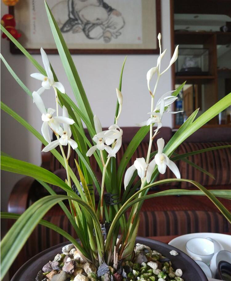 滇红素兰花养护技巧,大凤素兰花养护技巧