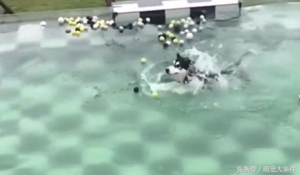 同样是用狗刨的二哈,为什么你却这么的浪?优秀!