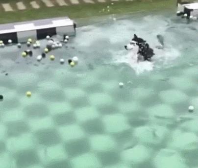 同样是用狗刨的二哈,为什么你却这么的浪?优秀!