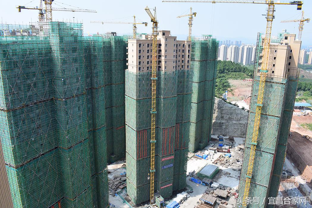 蕨类植物微景观组合,蕨类植物造景