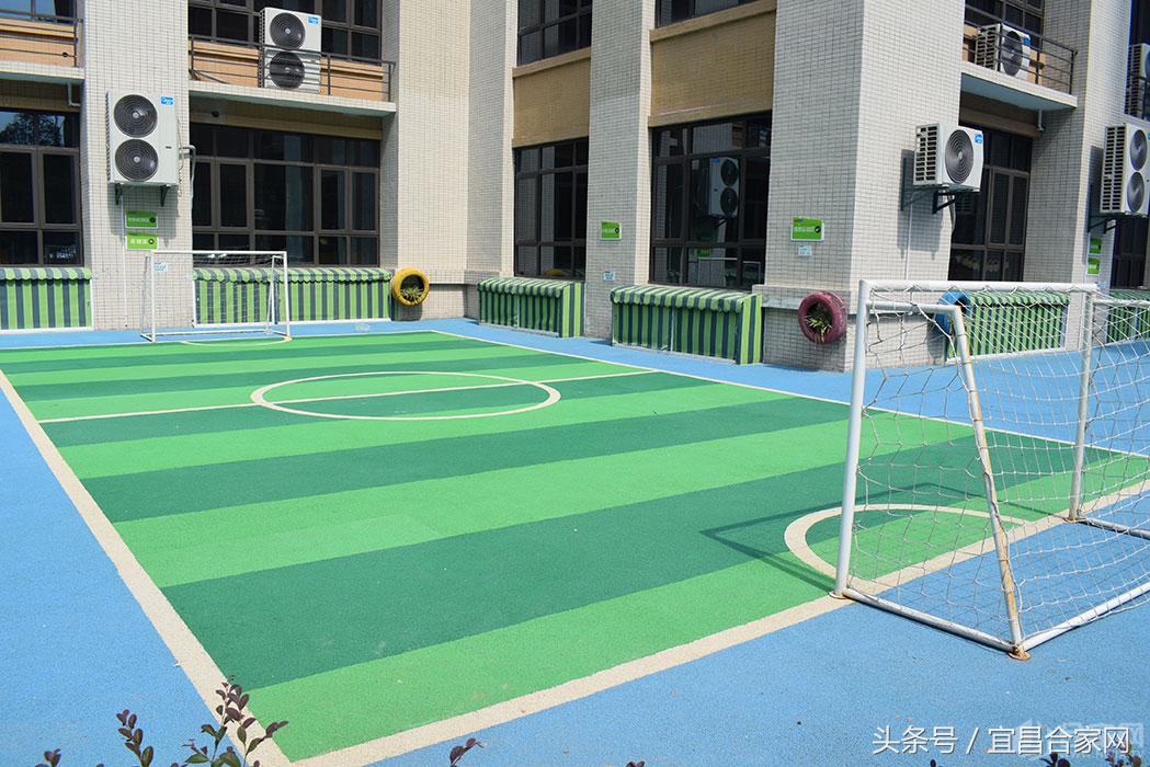 蕨类植物微景观组合,蕨类植物造景