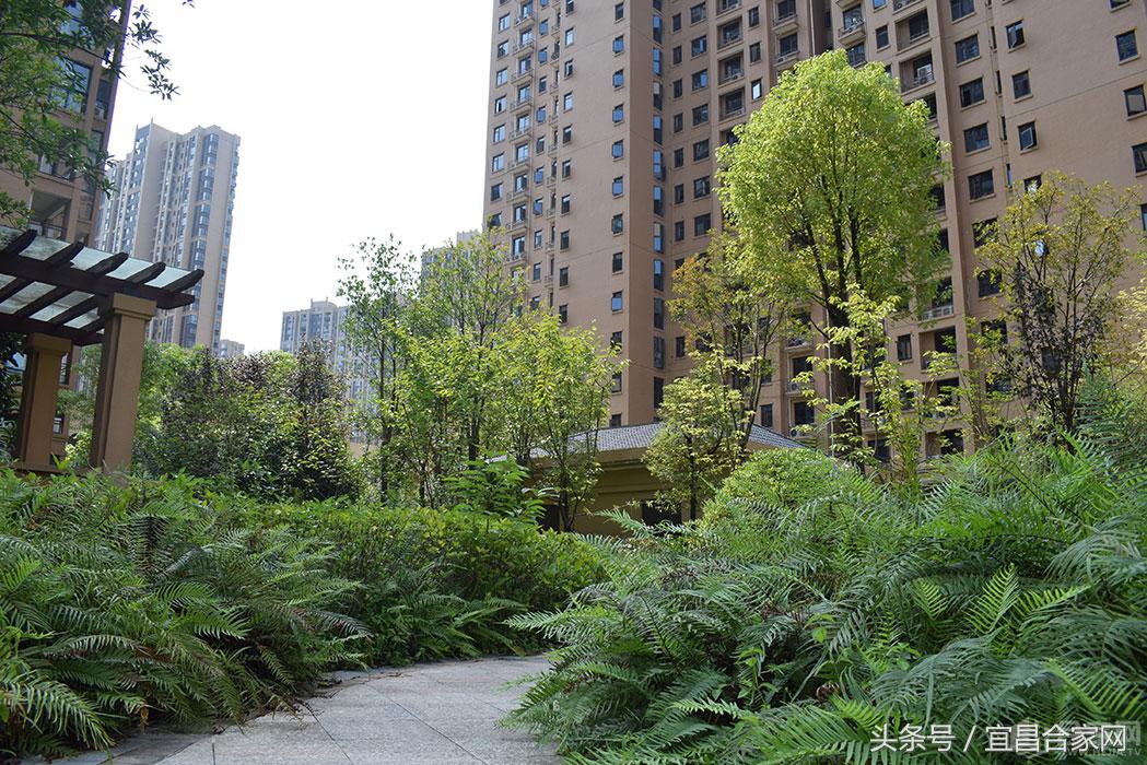 蕨类植物微景观组合,蕨类植物造景