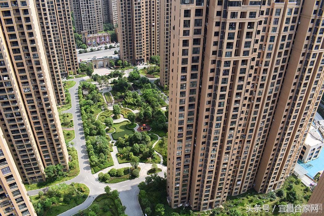 蕨类植物微景观组合,蕨类植物造景