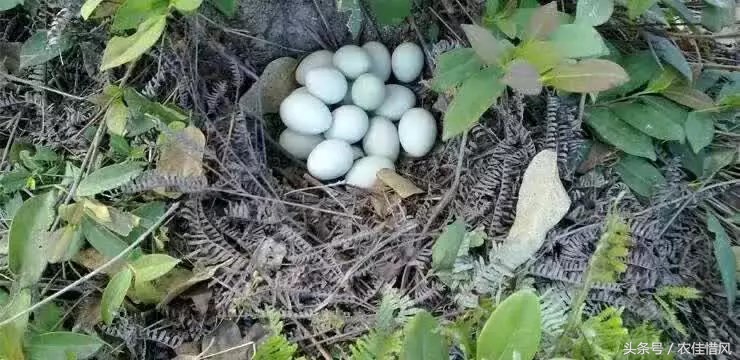 农村小伙子养鸡年收入240万你信吗,90后女大学生养鸡年销售3000万