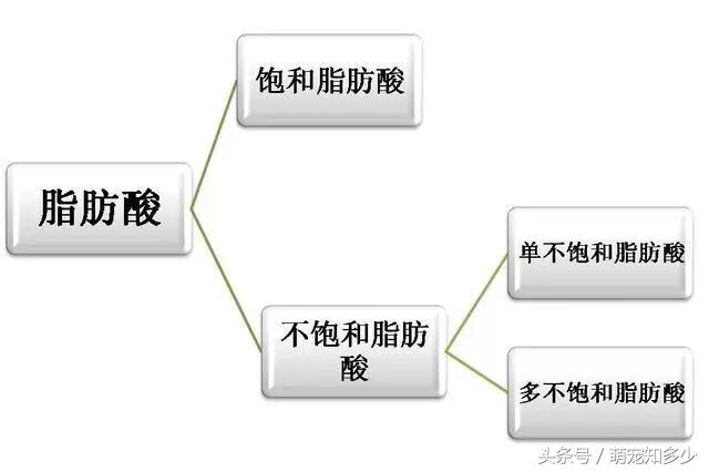 狗子喜欢什么不喜欢什么,有一样东西不管你喜不喜欢