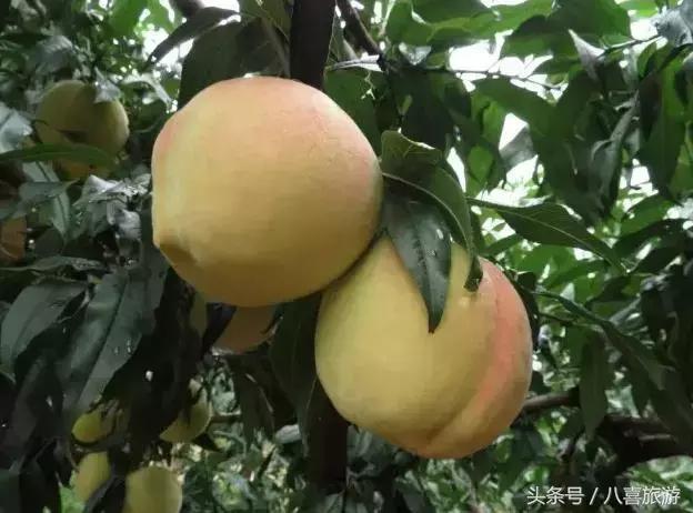 什么称济南为泉城,什么是济南