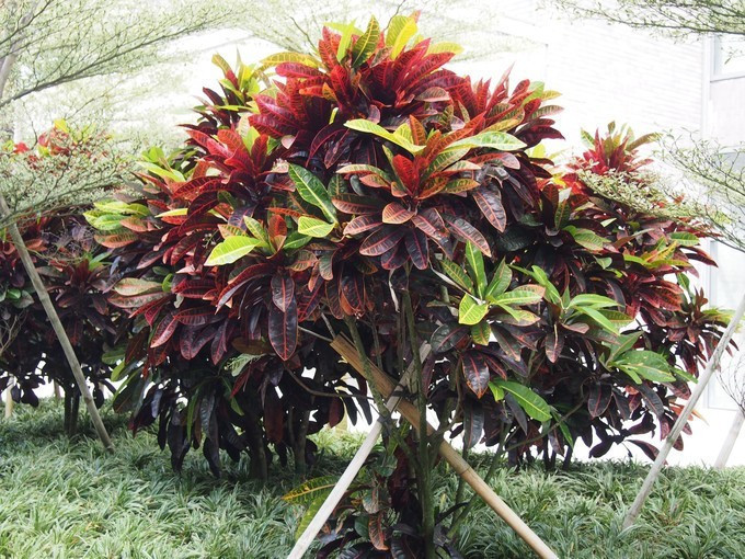 闺蜜三亚游详细攻略,七夕去哪里玩比较浪漫三亚