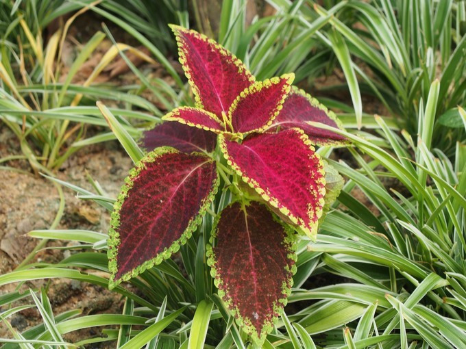 闺蜜三亚游详细攻略,七夕去哪里玩比较浪漫三亚