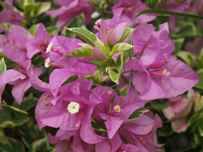 闺蜜三亚游详细攻略,七夕去哪里玩比较浪漫三亚