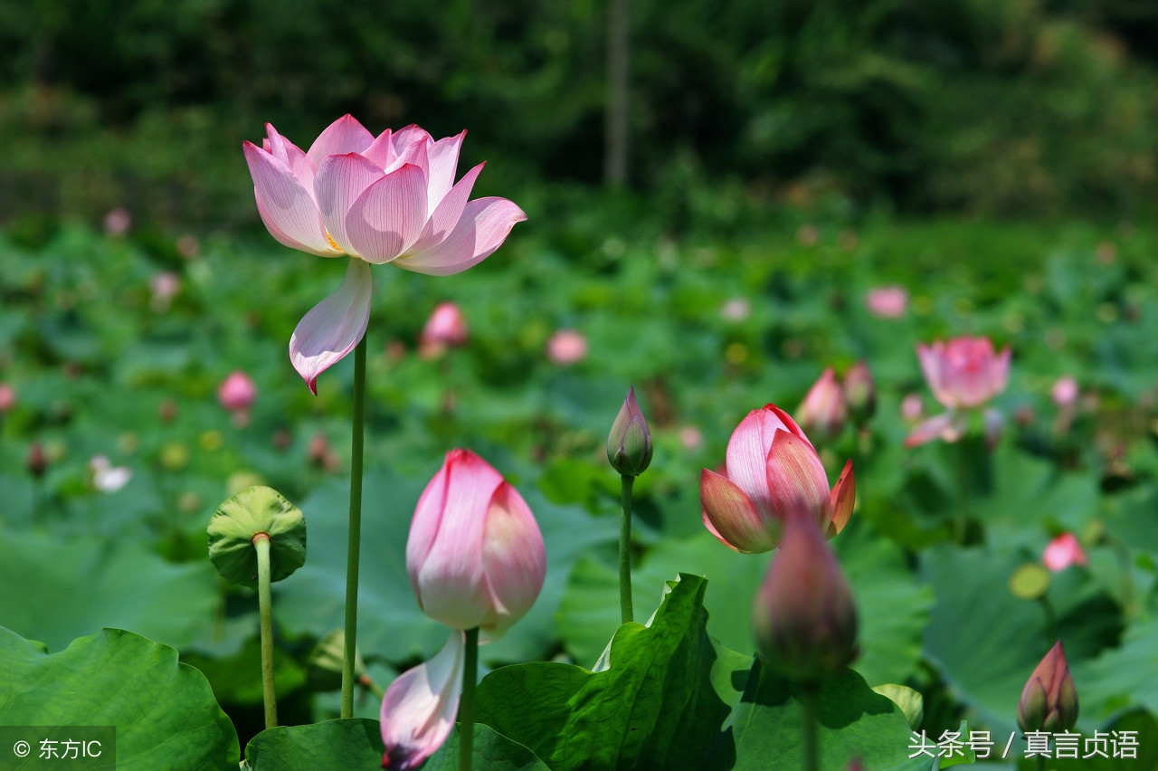张国栋原创,张国栋原创音乐
