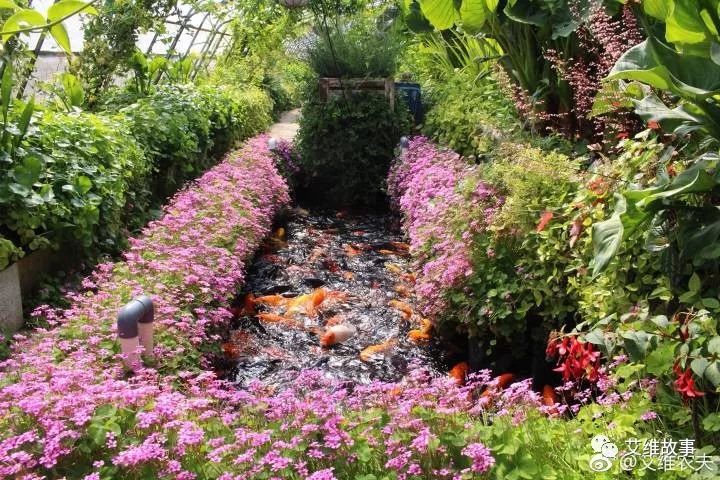 艾维农夫农场鱼菜共生,艾维徐箴言鱼菜共生系统设计建造