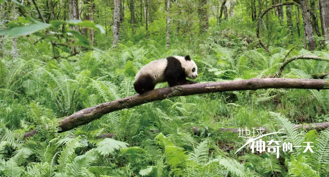 给你神奇的一天，看世界各地的它们怎样生活……