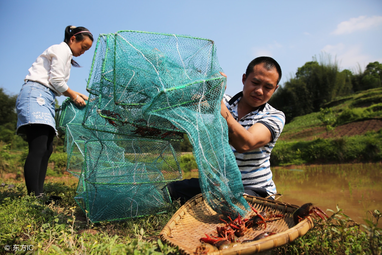 小龙虾养殖经营模式有哪些,小龙虾养殖前景和市场分析