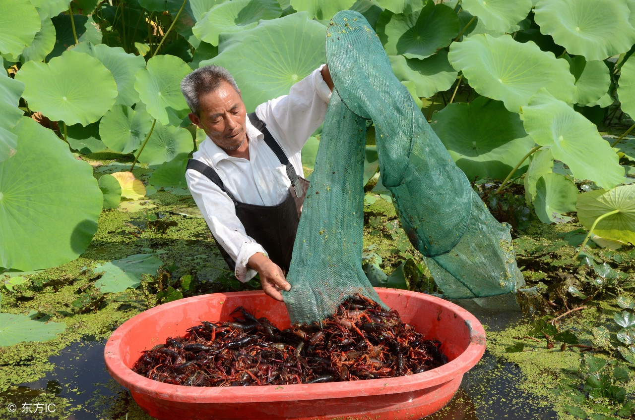 小龙虾养殖经营模式有哪些,小龙虾养殖前景和市场分析