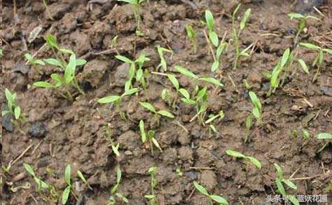 韭菜催芽后直接种的方法,韭菜种催芽最快的方法