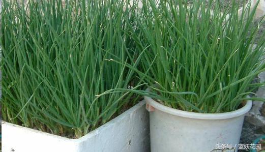 韭菜催芽后直接种的方法,韭菜种催芽最快的方法