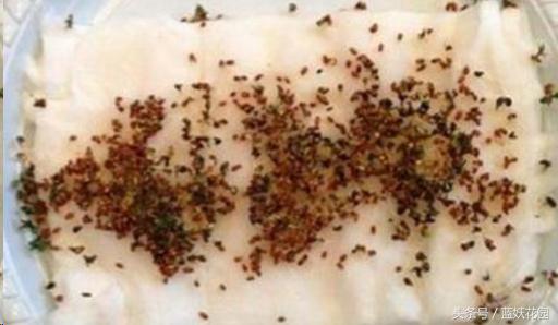 韭菜催芽后直接种的方法,韭菜种催芽最快的方法