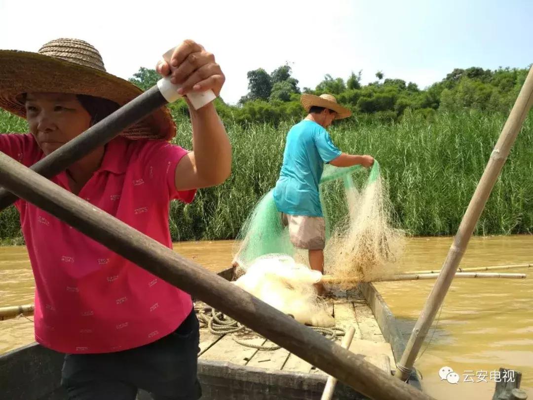 佛山南海九江的渔民在西江捕鱼,梧州西江渔民捕鱼