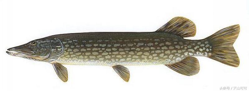 新疆有几种野鱼,新疆都能野采到哪些鱼