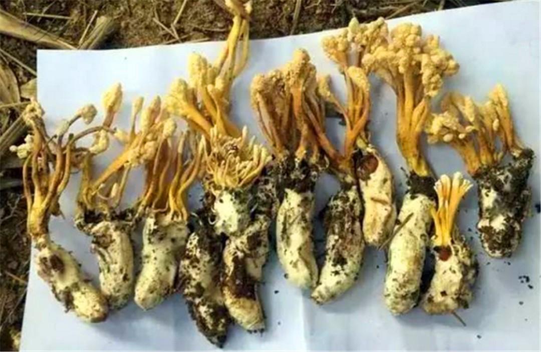 大山竹林里的珍宝，一半蝉一半花，曾是乾隆最爱，如今300元一斤