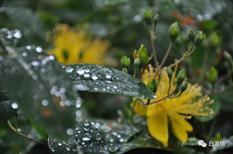 铁道兵战友七夕诗,铁道兵战友聚会诗词