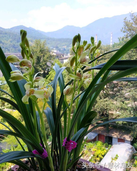 玉米面根除蚂蚁是真的吗,玉米面为啥能消灭蚂蚁