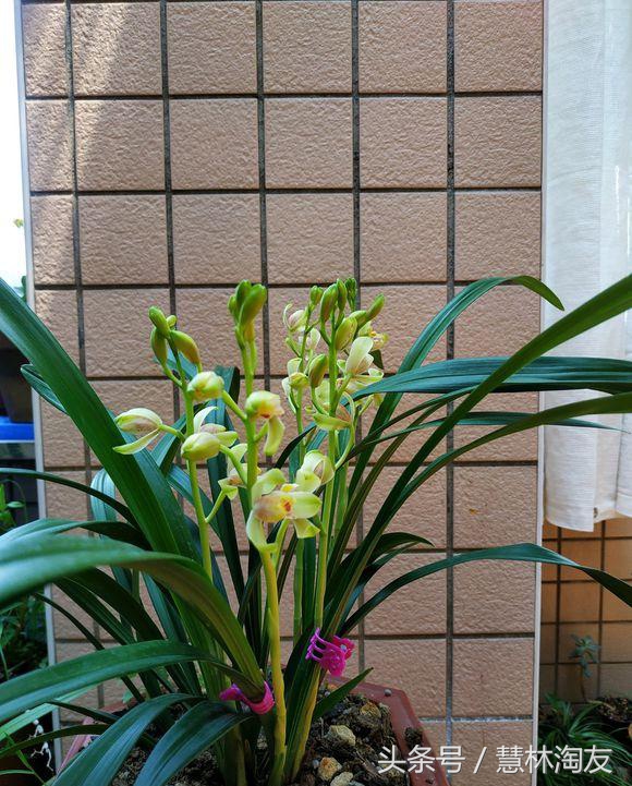 玉米面根除蚂蚁是真的吗,玉米面为啥能消灭蚂蚁