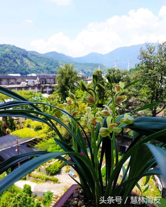 玉米面根除蚂蚁是真的吗,玉米面为啥能消灭蚂蚁