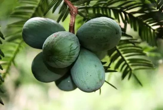 绿视野,绿视野智慧农业