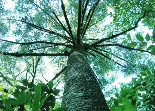 绿视野,绿视野智慧农业