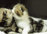 猫咪的10个特征图解,猫咪的性格怎么判断