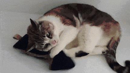 猫咪的10个特征图解,猫咪的性格怎么判断